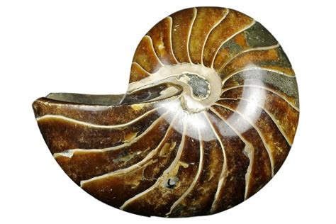 5" Polished Fossil Nautilus - Madagascar (#183296) For Sale - FossilEra.com