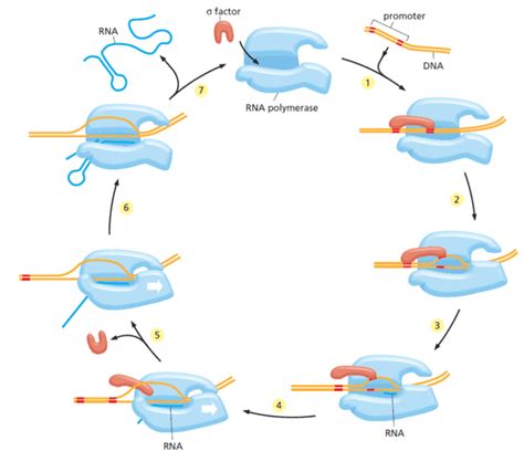 Transkripsi DNA: Sintesis & Modifikasi RNA Biokimia Kedokteran — Caiherang