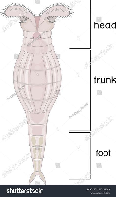 Scheme Bdelloid Rotifer Anatomy Isolated On Stock Vector (Royalty Free) 2115101249 | Shutterstock