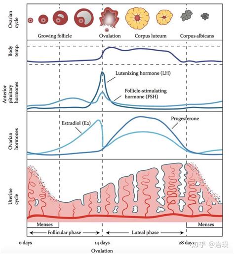 从两幅图片开始浅谈月经周期 - 知乎