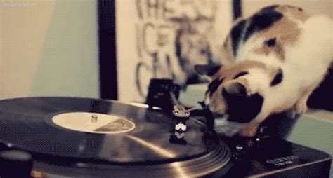 Cat Dj GIF - Find & Share on GIPHY