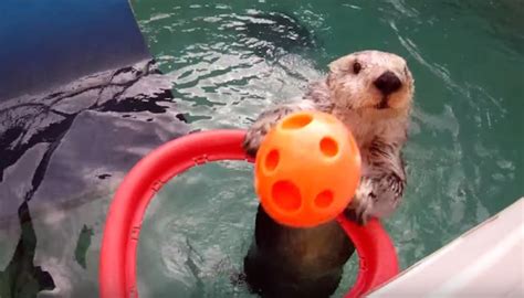 Eddie, la nutria que jugaba baloncesto, fue sacrificada