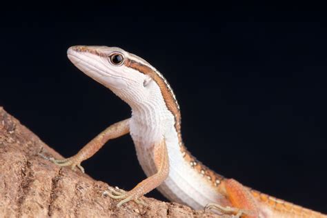 Long-tailed Lizard (Takydromas sexlineatus) Care Guide - Reptile Cymru