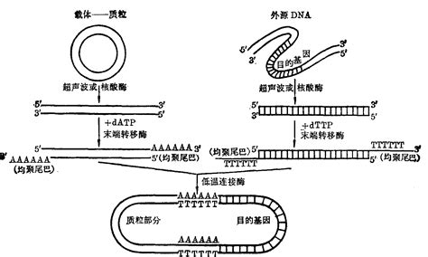 基因工程-医学百科-百科知识