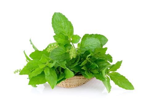 Holy Basil (Tulsi); A Herb For Your Herbal Collection