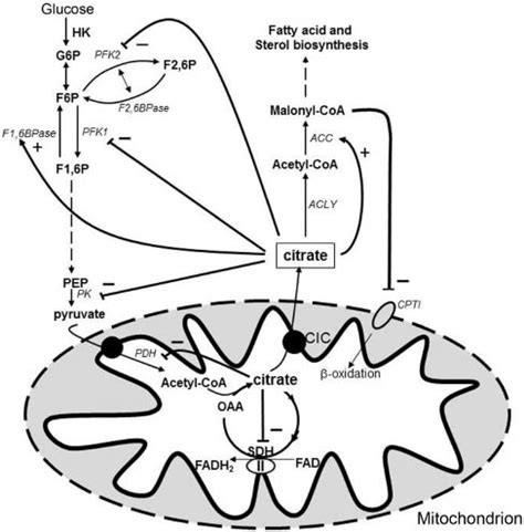 Citrate – new functions for an old metabolite