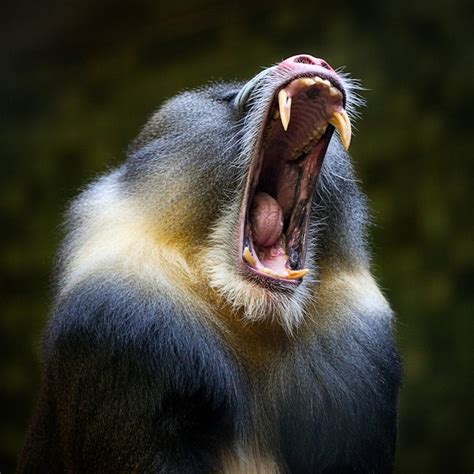 baboon monkey teeth | Marty | Wild animals photography, Animals ...