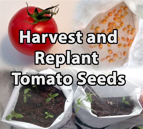 How to Harvest and Replant Tomato Seeds | Sverd Industries