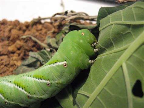 Normal Biology: It's Hard to be a Hornworm