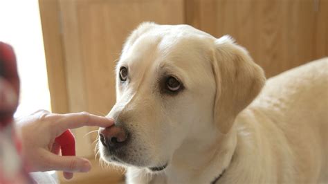 Dog Diabetes : Symptoms,Diagnosis Care Your Dog In 2020