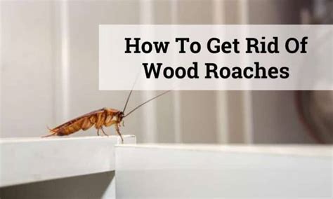 How To Get Rid Of Wood Roaches |4 Easiest Ways