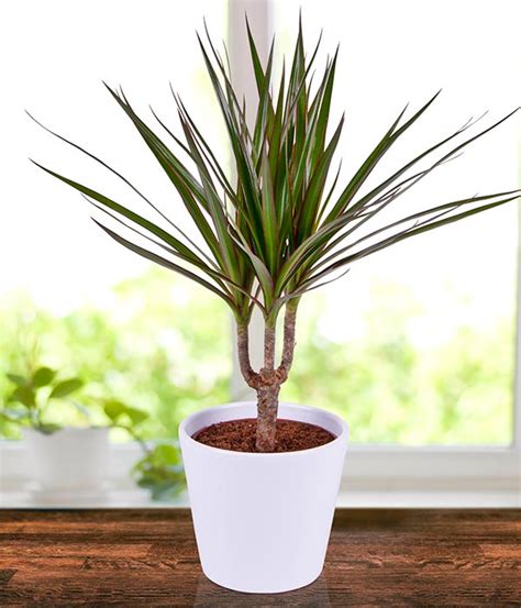 Madagascar Dragon Tree Dracaena Marginata 4 Pot Easy To Grow House Plant | ubicaciondepersonas ...