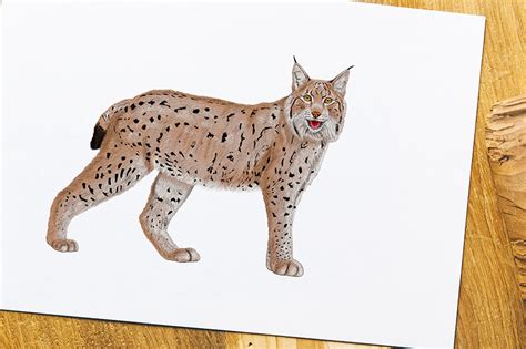 Lynx Drawings