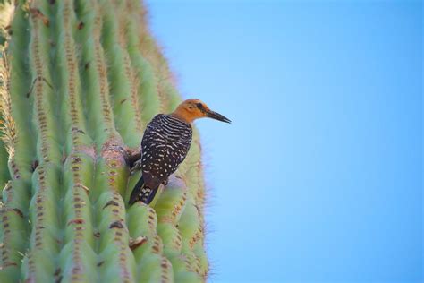 A Guide to Saguaro National Park | RVshare.com