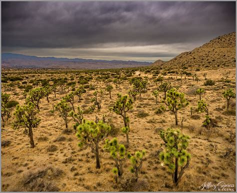 Joshua Tree Desert | DJI Phantom Drone Forum