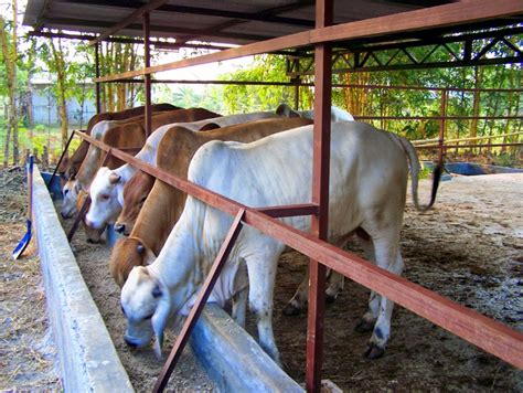 Sapi Potong Di Kandang - Jarot Madana