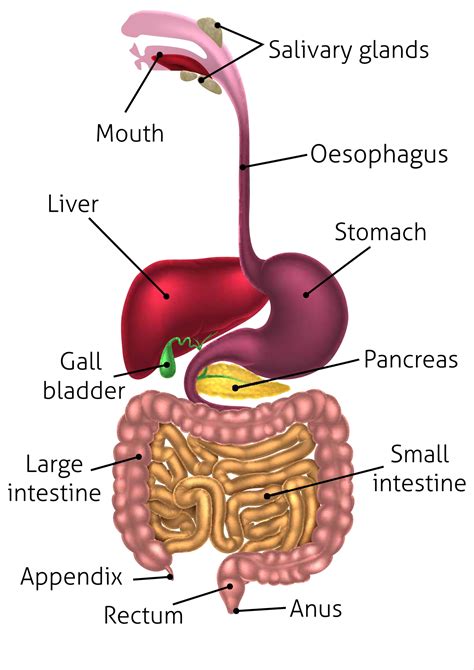 Pathway Of Digestion Of Food