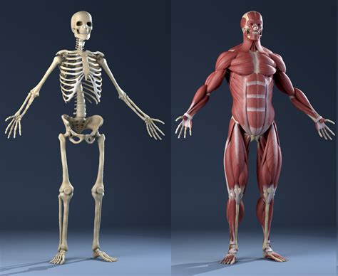 3d model realistic anatomy skeleton muscles