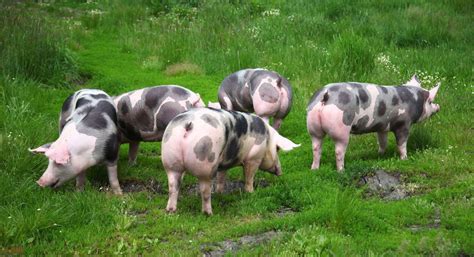 Piétrain Pigs: Characteristics, Meat, Pros & Cons, Facts, and More – FarmerDB