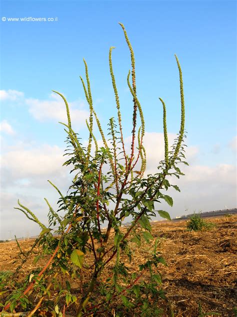 Amaranthus palmeri