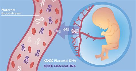 Cell Free DNA – NIPT – Εμβρυο