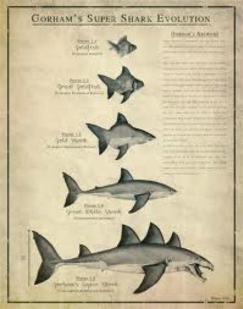 Evolutionry tree - EVOLUTION OF SHARKS