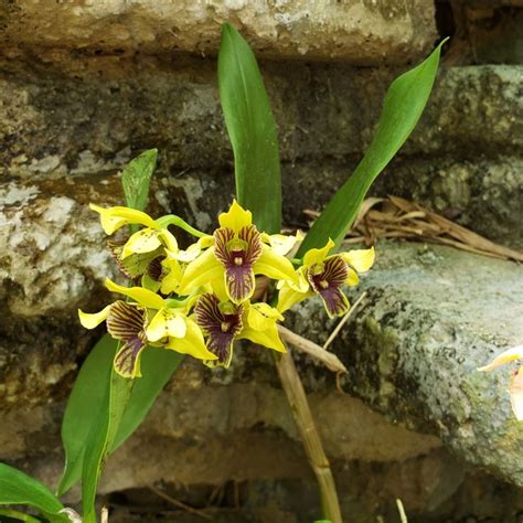 Tampa botanical garden orchids. #botanicalgarden #tampa #orchid | Botanical gardens, Botanical ...