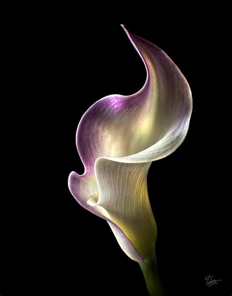 Flame Calla Lily Photograph by Endre Balogh | Fine Art America