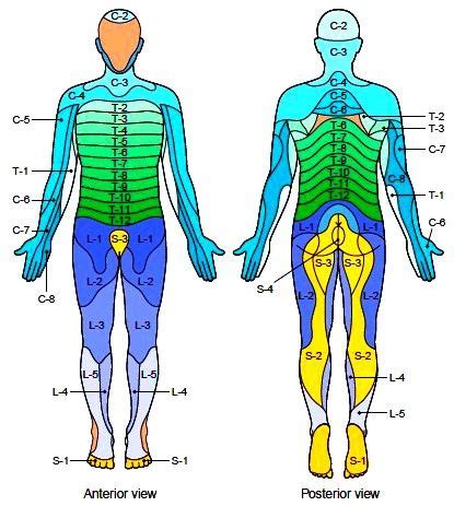 Pin de Helen en escritorio | Electroacupuntura, Neurología, Kinesiologia holistica