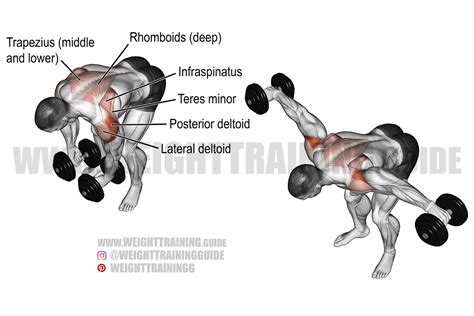 Dumbbell Fly Muscles