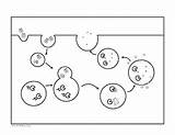 Food Vacuole Diagram sketch template