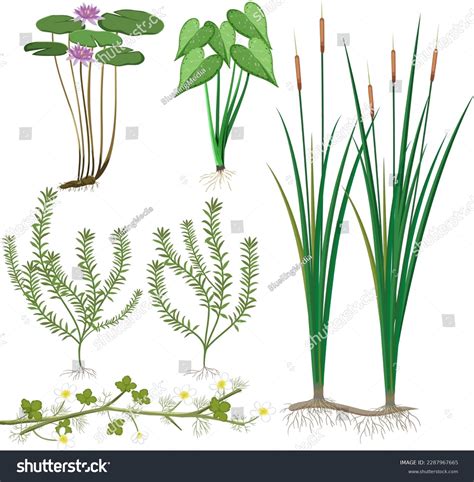 Various Wetland Plants Collection Illustration Stock Vector (Royalty ...