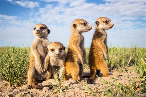 baby meerkats photo | One Big Photo