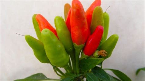 NMSU Chile Pepper Institute to host plant sale Friday