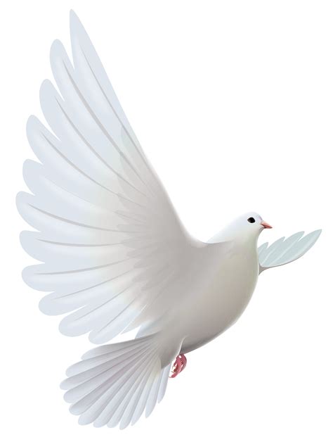 Pigeons and doves Bird Prayer Clip art - White Dove Transparent PNG ...