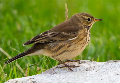 Details : American Buff-bellied Pipit - BirdGuides