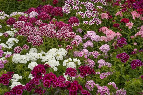 Perennial Dianthus: Plant Care & Growing Guide