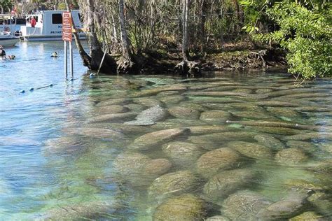 Crystal River Manatee Viewing on Florida's Nature Coast