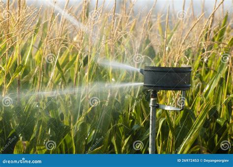 Watering the Corn Plantation Stock Image - Image of agriculture, agricultural: 26972453