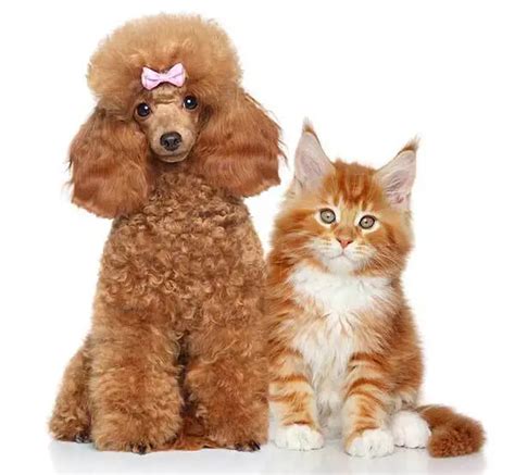 Do Poodles Get Along With Cats?