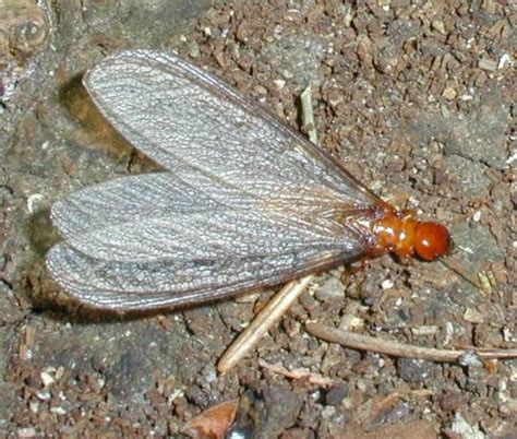 Marin Termite Control: DAMPWOOD TERMITES SWARMING