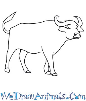 How to Draw an African Buffalo