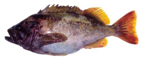 Fishing for Gray rockfish: Fish Species – FishAngler.com