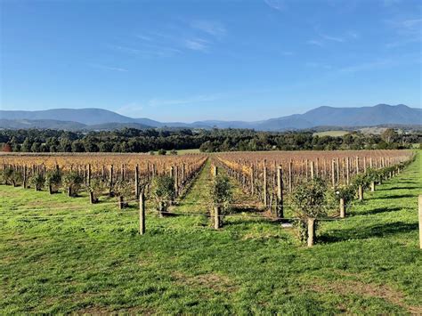 Our Top 6 Wineries in The Yarra Valley - Free Two Roam