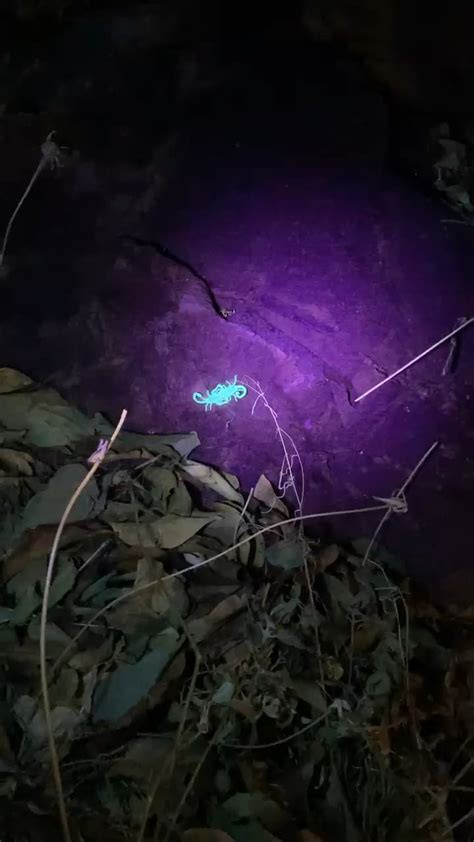 Scorpion Hunting with a Blacklight Flashlight : r/arizona