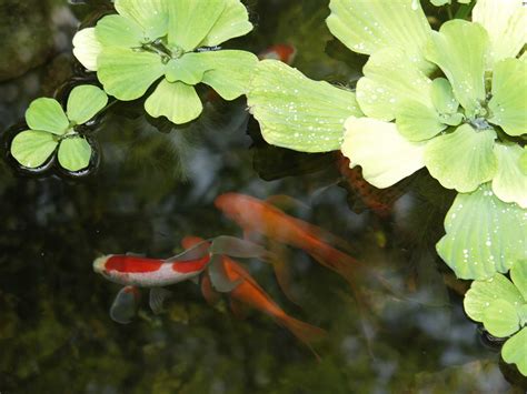 Goldfish Care Tips from Frisby Fish Farm – P. Allen Smith