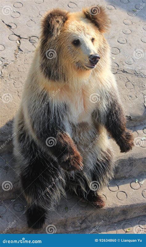 Tibetan Blue Bear or Horse Bear Sitting on the Ground Stock Photo - Image of hairy, america ...