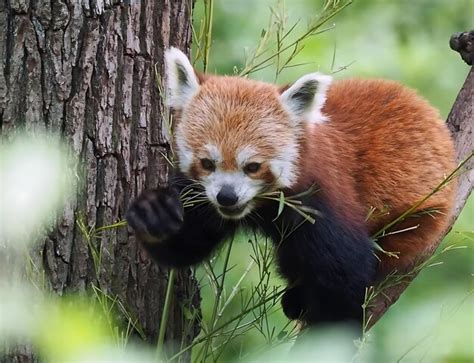 Premium Photo | A red panda cub is eating grass in a tree.