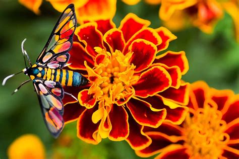 How to Grow and Care for French Marigolds | Gardener’s Path