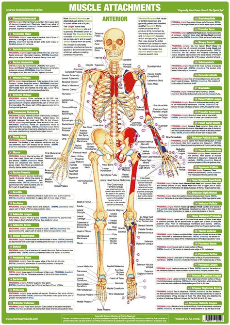 Muscle Anatomy Charts, Human Body Posters - Etsy | Human muscle anatomy, Muscle anatomy, Muscle ...